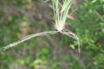 Pinewoods fingergrass